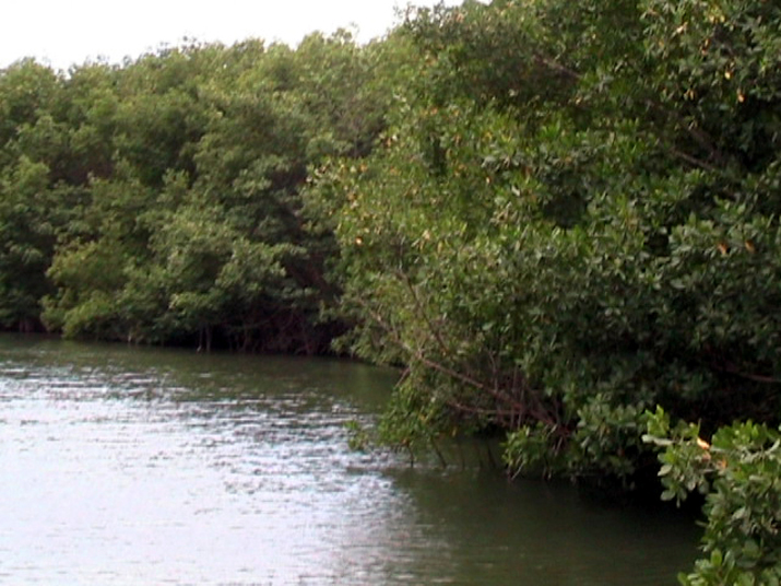 25 - Mangrove 073.jpg